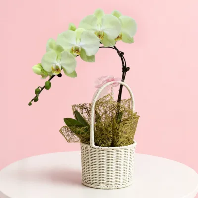 Nature Green Orchid Basket featuring a green orchid plant arranged in a natural basket for gifting and décor
