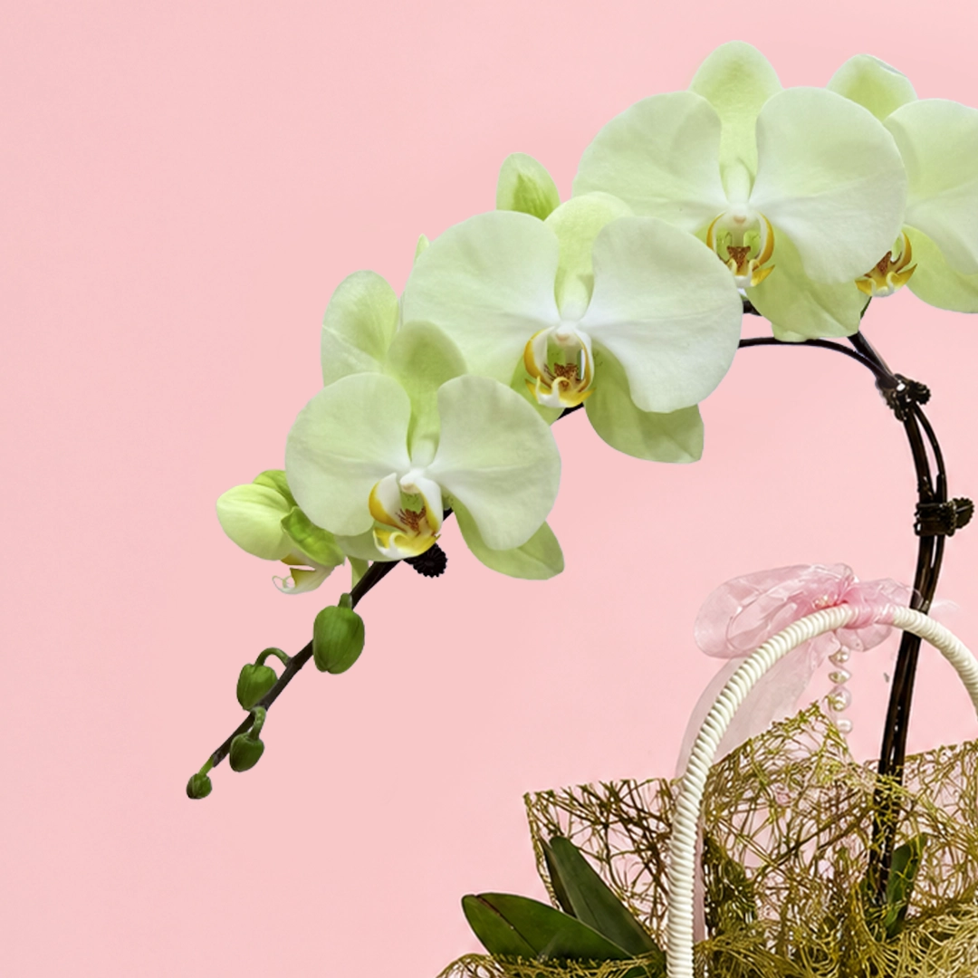 nature-green-orchid-basket_02
