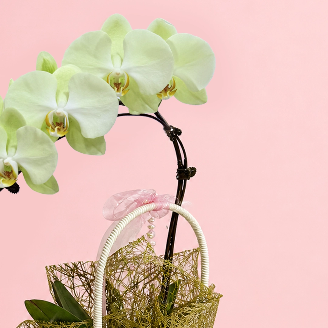nature-green-orchid-basket_03
