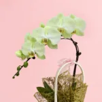 nature-green-orchid-basket_04