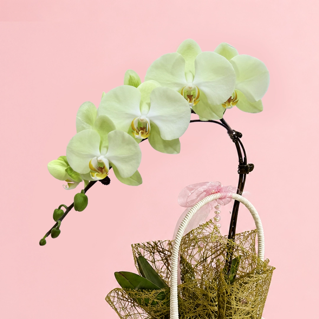 nature-green-orchid-basket_04