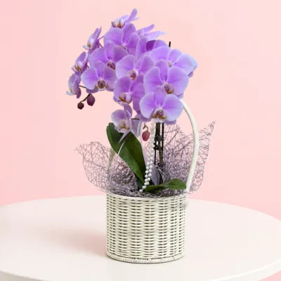 Premium Orchid Gift Basket featuring a purple orchid plant arranged in a decorative basket for gifting and décor