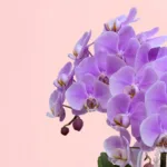 premium-orchid-gift-basket_02