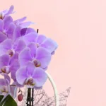 premium-orchid-gift-basket_03
