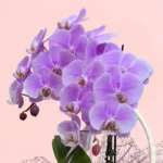 premium-orchid-gift-basket_04