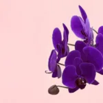 royal-orchid-bloom-basket_02