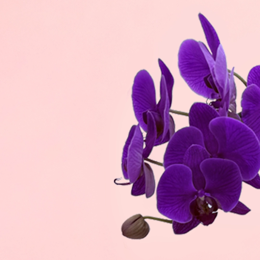 royal-orchid-bloom-basket_02