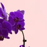 royal-orchid-bloom-basket_03