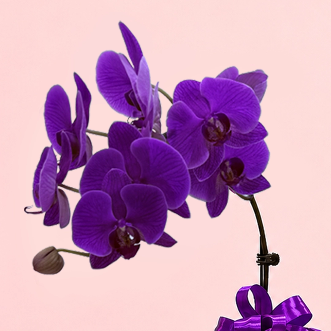 royal-orchid-bloom-basket_04