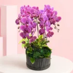 6-Purple orchids-plant-delight