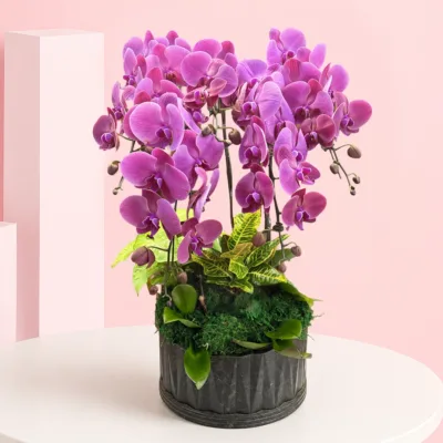 6 orchid plants arranged with fresh fillers and lush green foliage in an elegant planter.