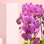 6-Purple orchids-plant-delight_02