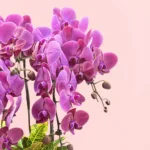 6-Purple orchids-plant-delight_03
