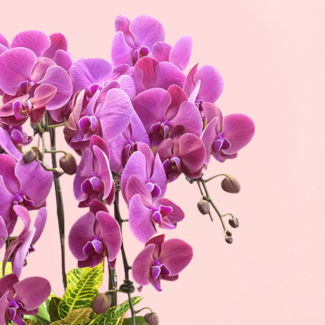 6-Purple orchids-plant-delight_03