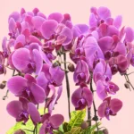 6-Purple orchids-plant-delight_04