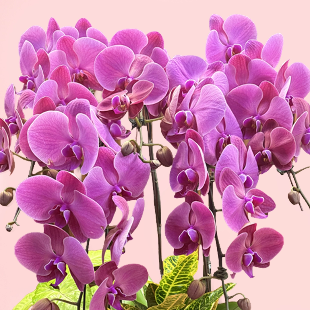 6-Purple orchids-plant-delight_04