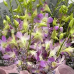 pink-dendrobium-orchid-bouquet_05