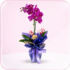 Orchids