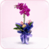 Orchids