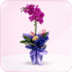 Orchids